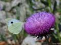 Pieris brassicae (Büyük Beyazmelek)